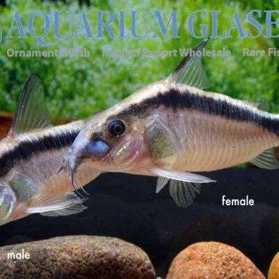 Corydoras arcuatus xlg