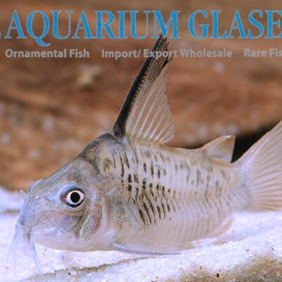 Corydoras armatus PUTUMAYO xlg