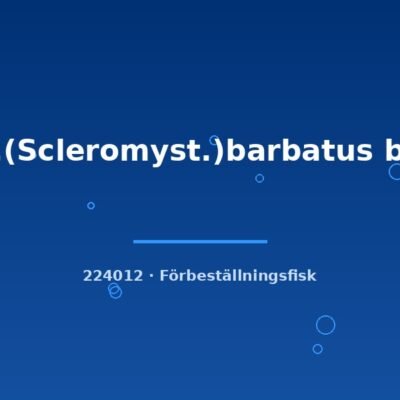 Cor.(Scleromyst.)barbatus bred 3-4cm