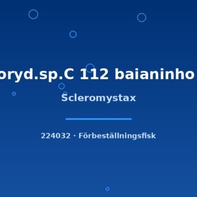 Scleromystax lg