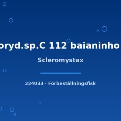 Scleromystax xlg-sh