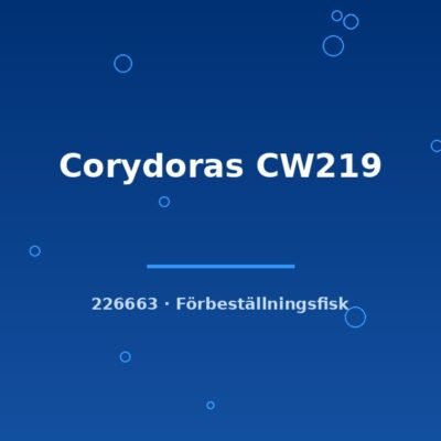 Corydoras CW219 lg-xlg
