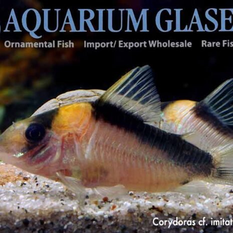 Corydoras cf. imitator C 39 xlg