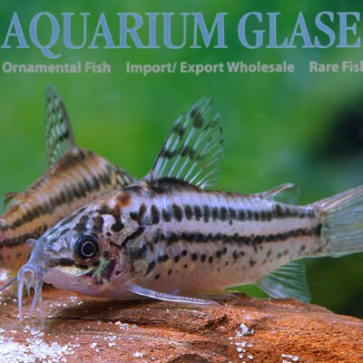 Corydoras elegans lg