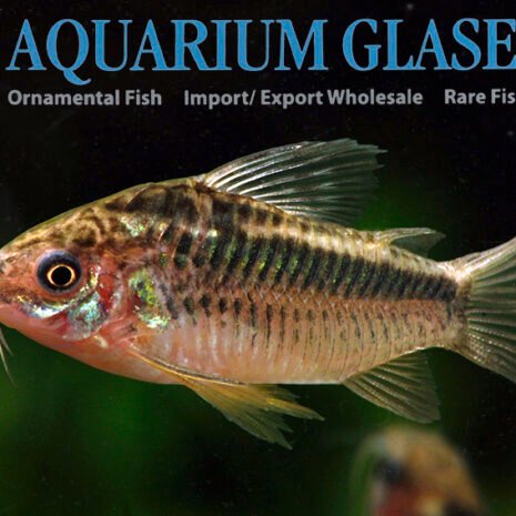glaser-229054 Corydoras elegans PERU lg