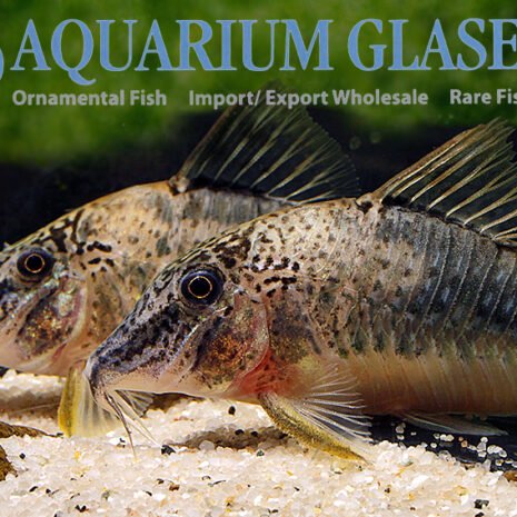 glaser-229804 glaser-229804