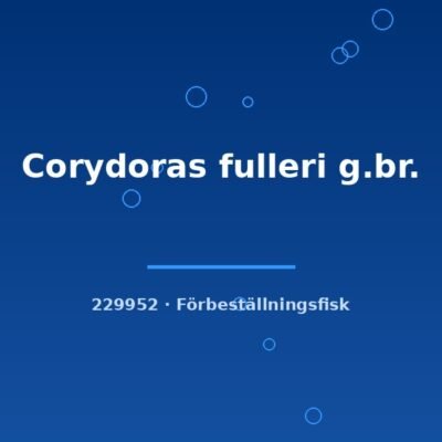Corydoras fulleri g.br. md