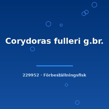 glaser-229952 Corydoras fulleri g.br. md