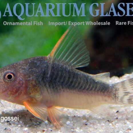 glaser-230241