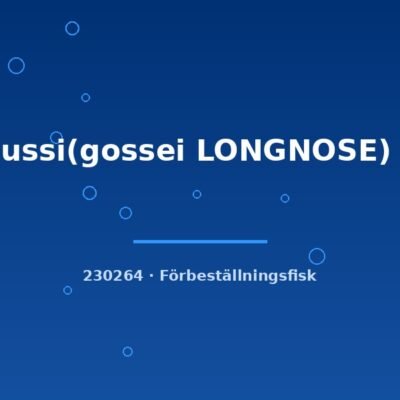 C.seussi(gossei LONGNOSE) wild lg-xlg