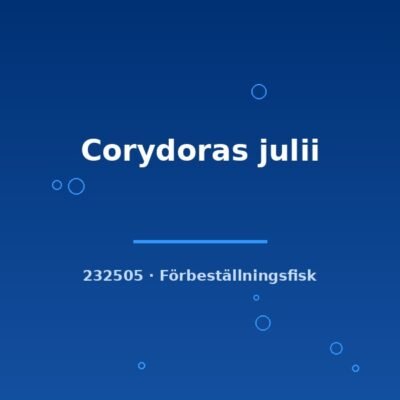 Corydoras julii lg