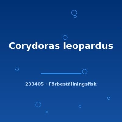 Corydoras leopardus lg-xlg