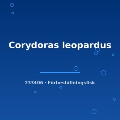 Corydoras leopardus xlg