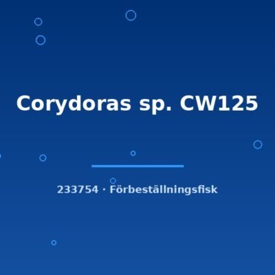Corydoras sp. CW125 lg