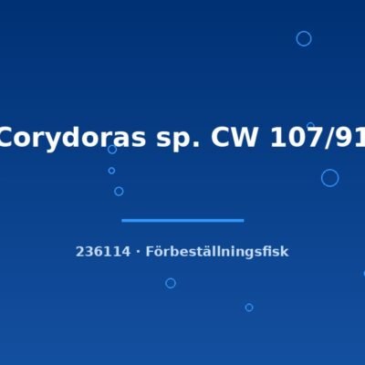 Corydoras sp. CW 107/91 lg