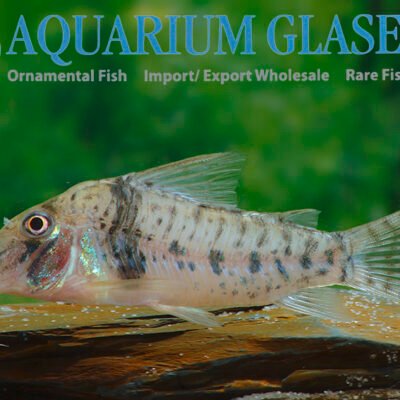 Corydoras orcesi xlg