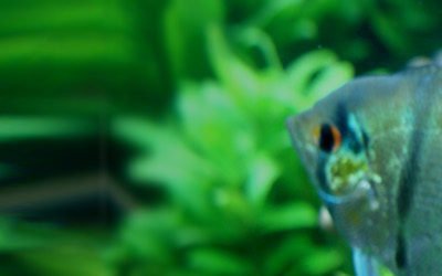 Corydoras paleatus g.br. md-lg