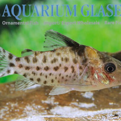 Corydoras punctatus NANAY md-lg