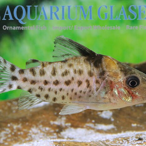 glaser-242052 Corydoras punctatus NANAY md-lg