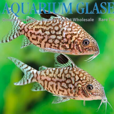 Corydoras reticulatus lg