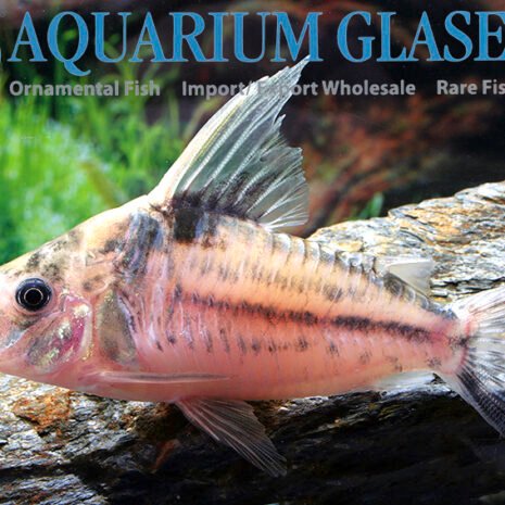 glaser-244106 glaser-244106
