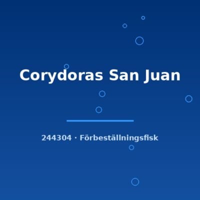Corydoras San Juan md-lg