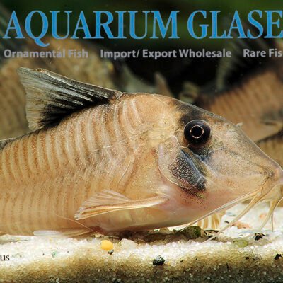 Corydoras simulatus lg-xlg