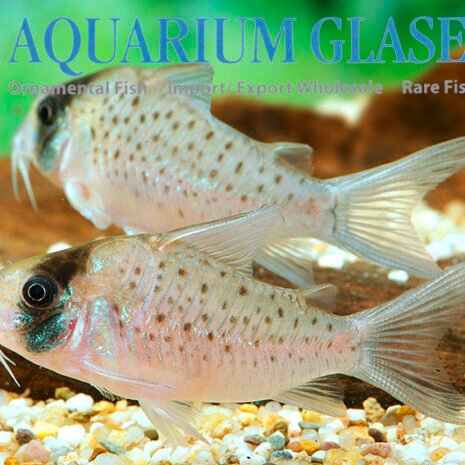 glaser-247004 Corydoras sychri xlg