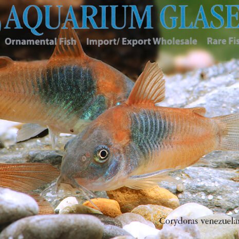 glaser-248492 glaser-248492