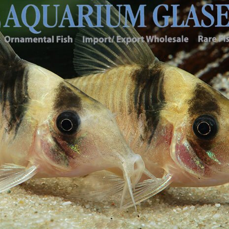 glaser-248504 glaser-248504