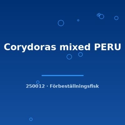 Corydoras mixed PERU md