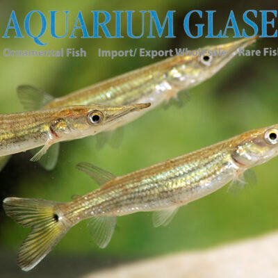 South American pike 9-12cm