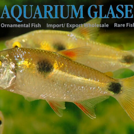 glaser-253503 glaser-253503