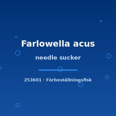 needle sucker 5-7cm