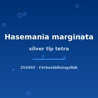 silver tip tetra md