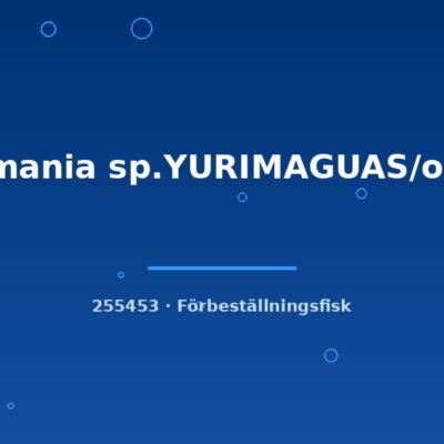 Hasemania sp.YURIMAGUAS/orange lg