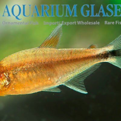 Hemigrammus sp. CENEPA lg