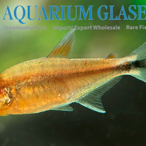 glaser-256012
