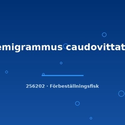 Hemigrammus caudovittatus md