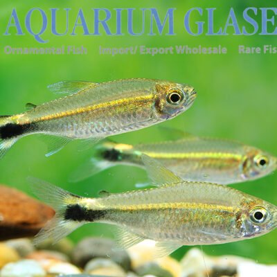 Hemigrammus hyanuary wild lg