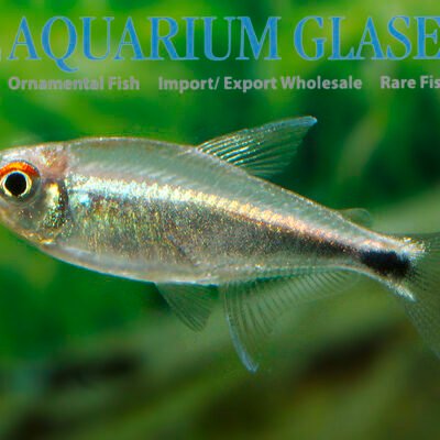Hemigrammus sp.aff.hyanuary lg