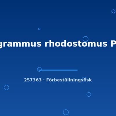 Hemigrammus rhodostomus PLATIN md-lg