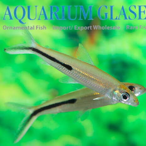 glaser-258283
