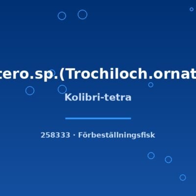 Kolibri-tetra md