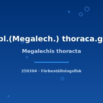 Megalechis thoracta 7-9cm
