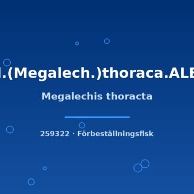 Megalechis thoracta 3-4cm