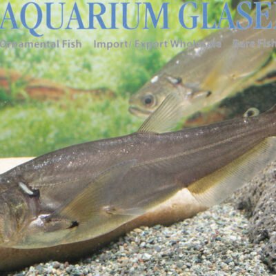Hydrolycus scomberoides 5-7cm