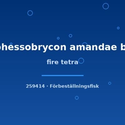 Fire tetra (Hyphessobrycon amandae bred) md–lg