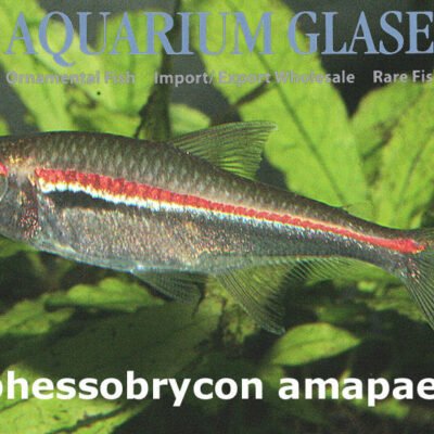 Hyphessobrycon amapaensis g.br sm-md