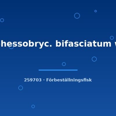 Hyphessobryc. bifasciatum wild xlg